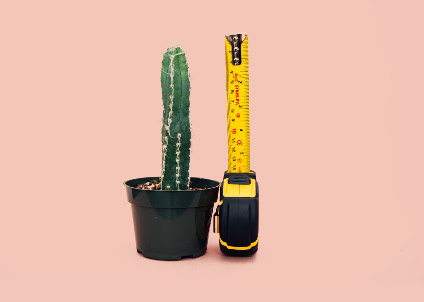 Kaktus wird gemessen