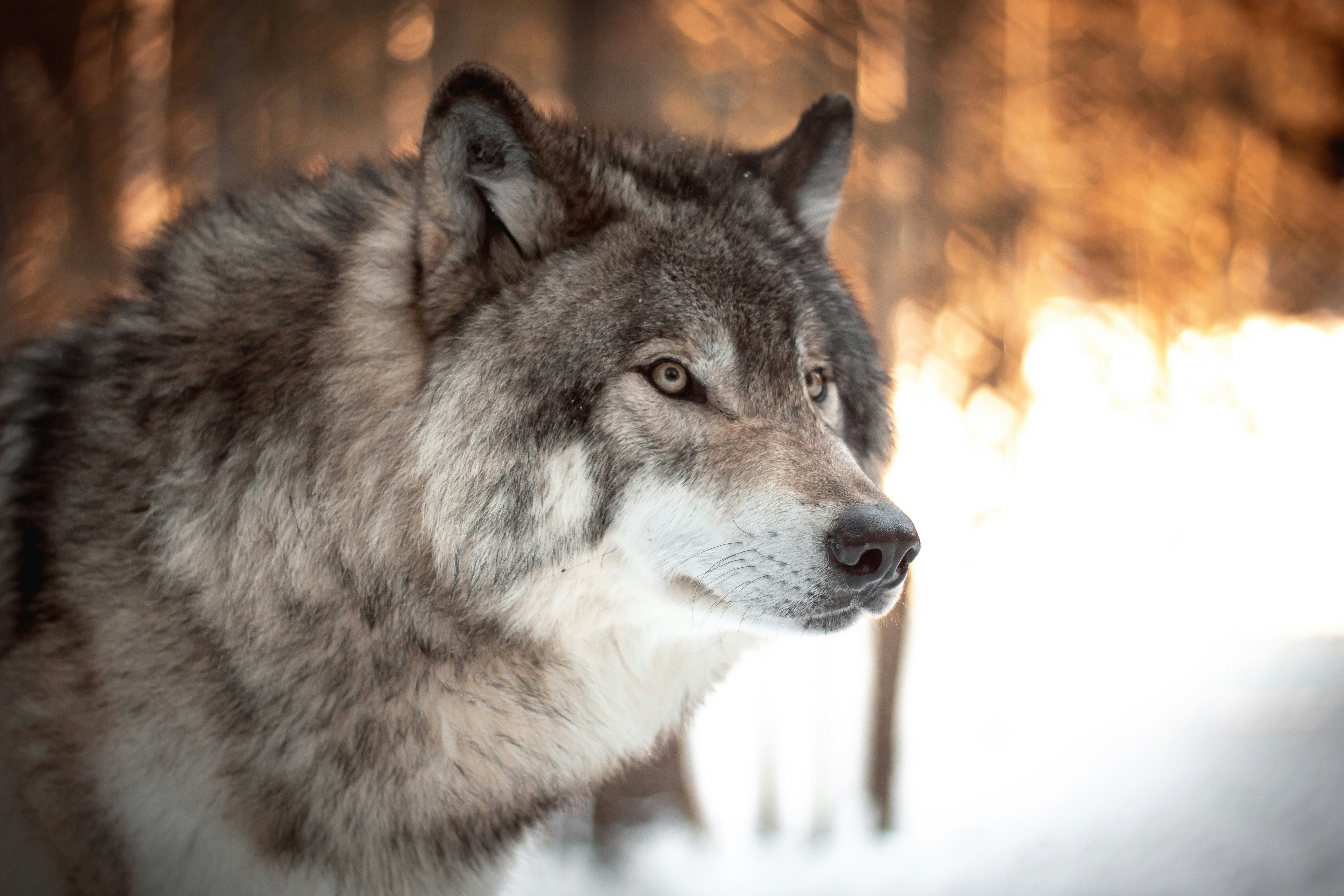 Einsamer Wolf