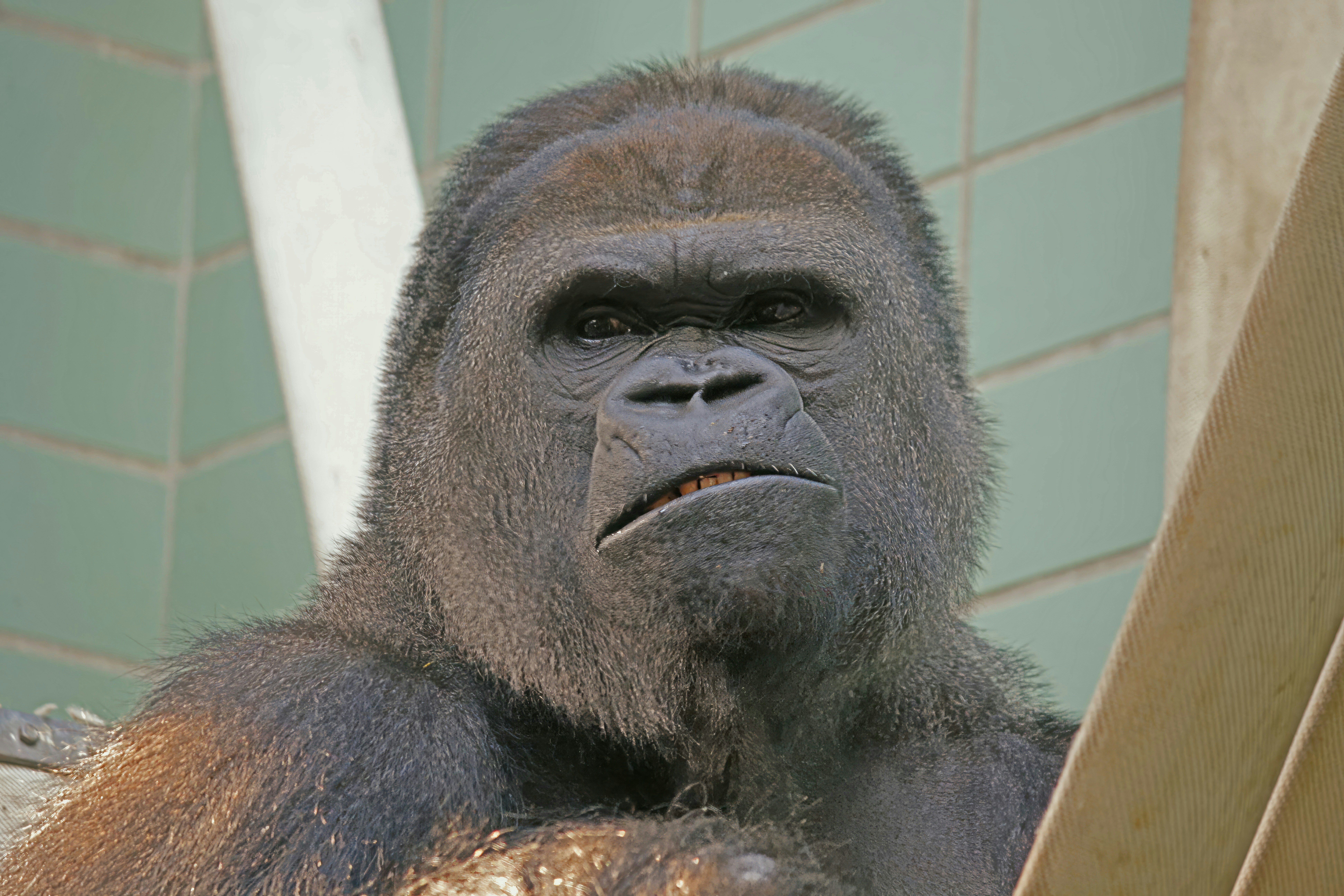 Gorilla runzelt die Stirn
