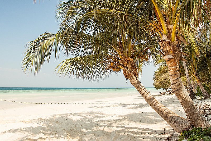 Palmen am Strand