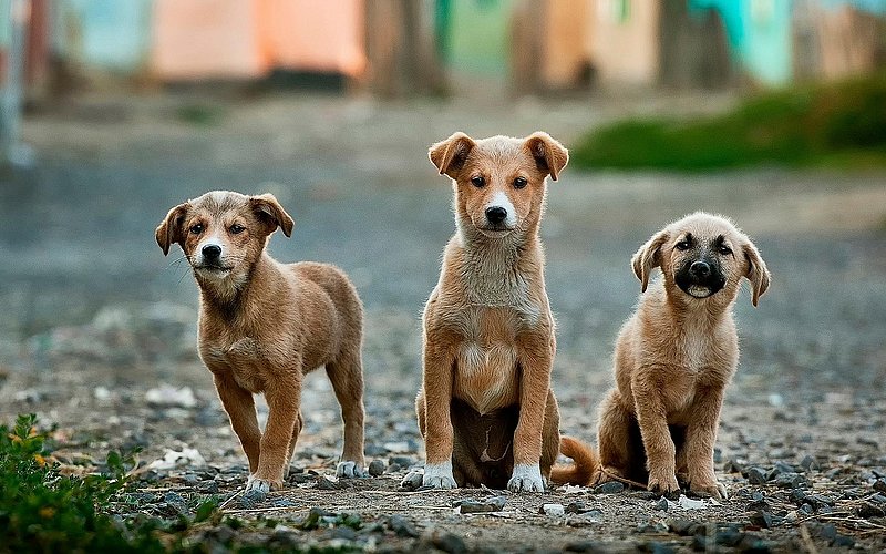 Hunde auf der Strasse