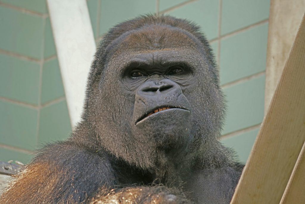 Gorilla runzelt die Stirn